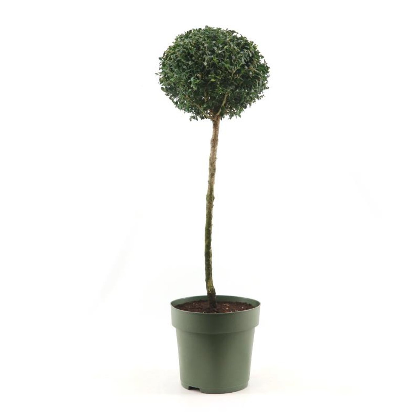 Buxus sempervirens - 50 CM Stem C7.5